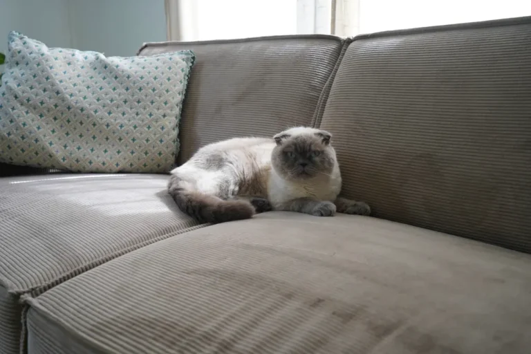 Cat resting on a grey sofa in the living room